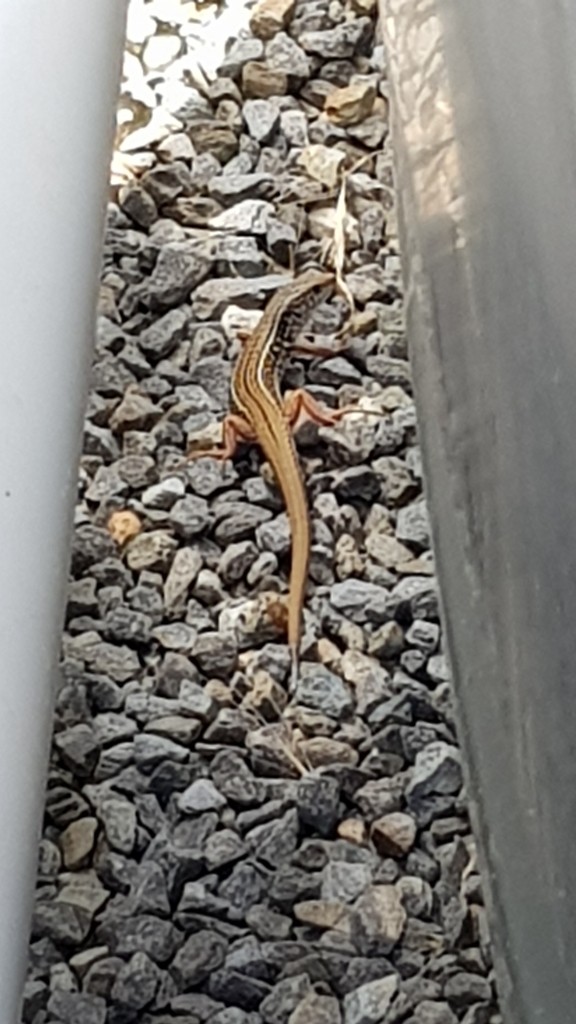 Eastern spotted comb-eared skink (Ctenotus orientalis)