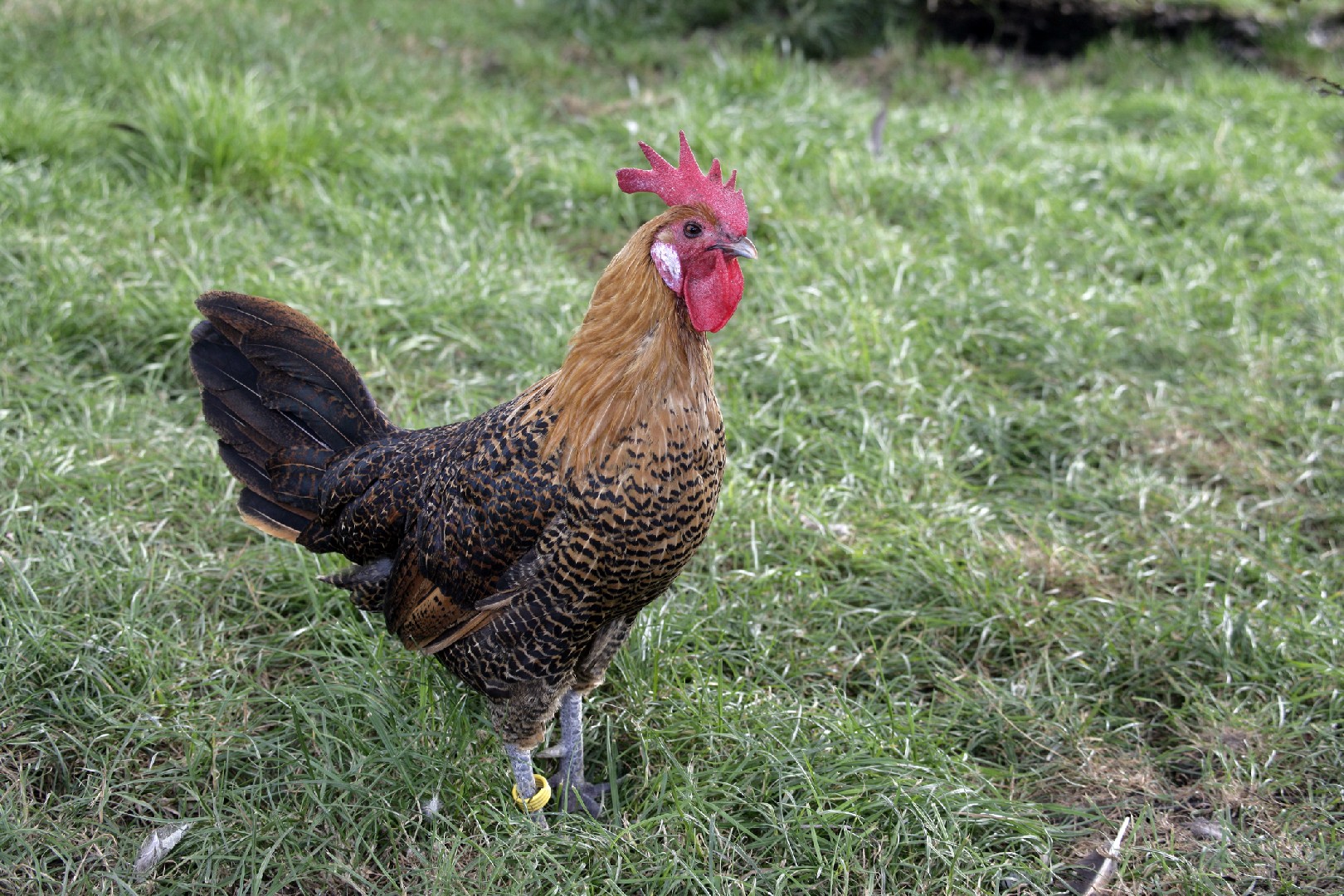 Campine Chicken (Gallus gallus domesticus 'Campine')