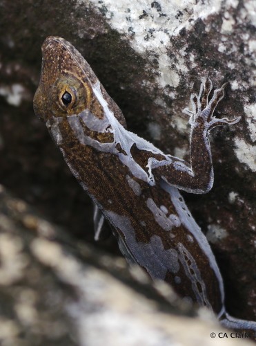 Anolis cristatellus wileyae (Anolis cristatellus wileyae)