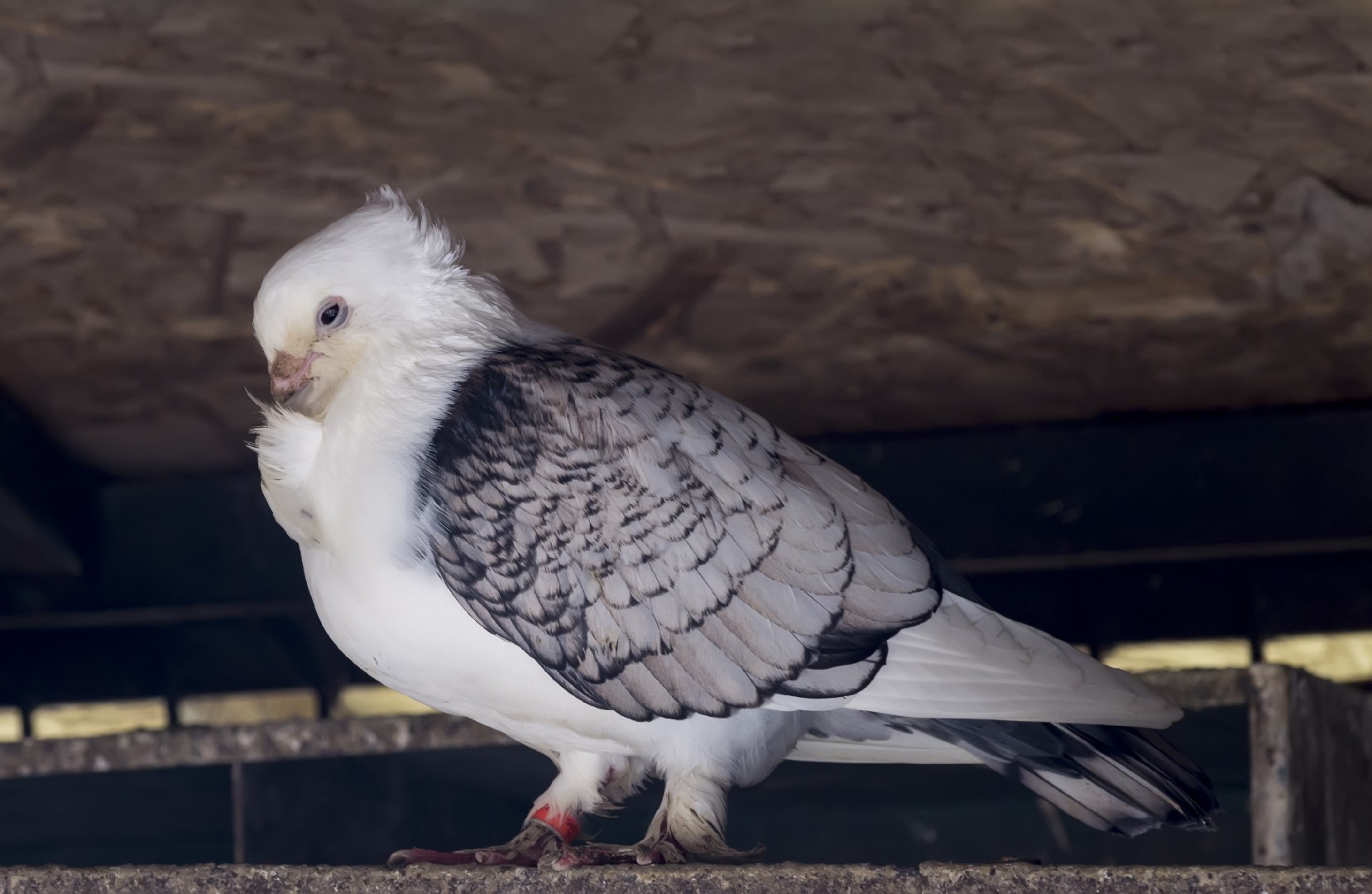 Old Fashioned Oriental Frill pigeon (Columba livia domesticus 'Old Fashioned Oriental Frill')