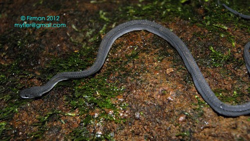 Javan tubercle snake (Xenodermus javanicus)