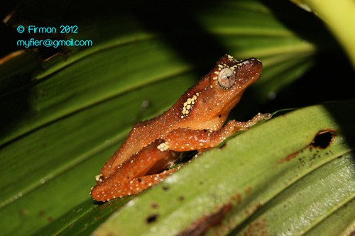 Indonesian tree frogs (Nyctixalus)