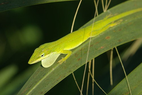 Anolis carolinensis seminolus (Anolis carolinensis seminolus)