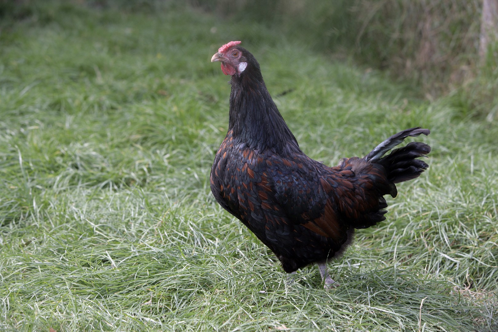 Norfolk Grey Chicken (Gallus gallus domesticus 'Norfolk Grey')