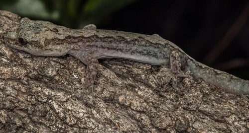 Amalosia velvet geckos (Amalosia)