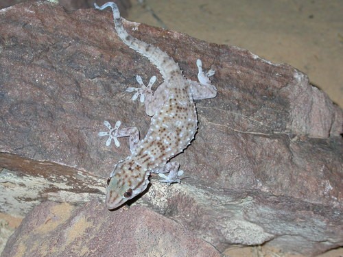 Wall geckos (Tarentola)