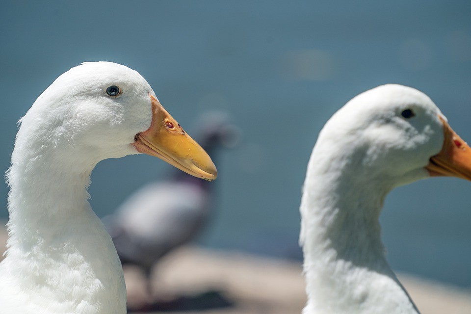 American Pekin Duck (Anas platyrhynchos domesticus 'American Pekin')