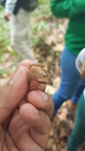 Craugastor loki (Craugastor loki)