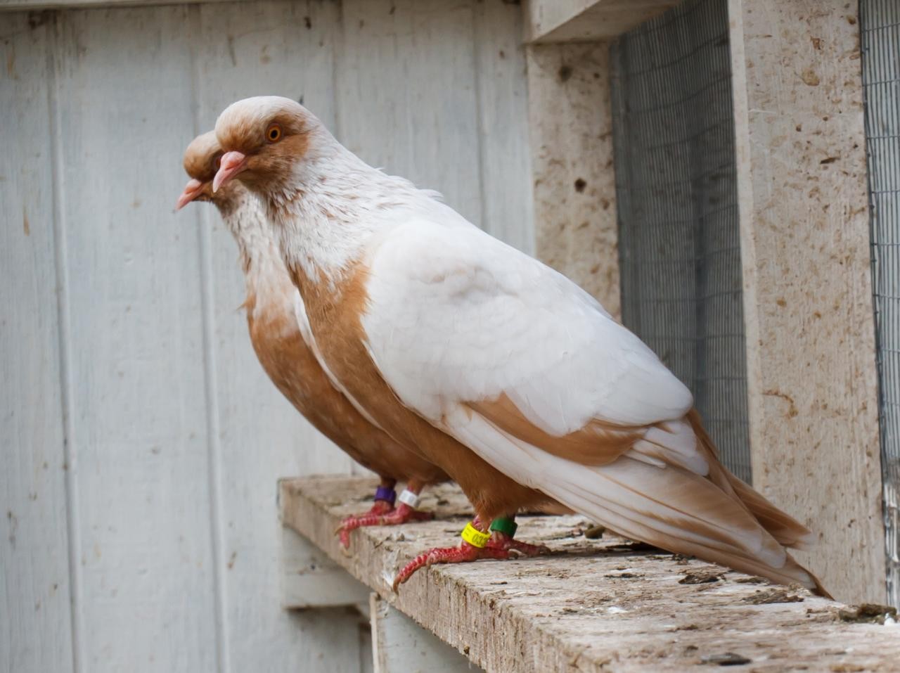 Danish Suabian pigeon (Columba livia domesticus 'Danish Suabian')