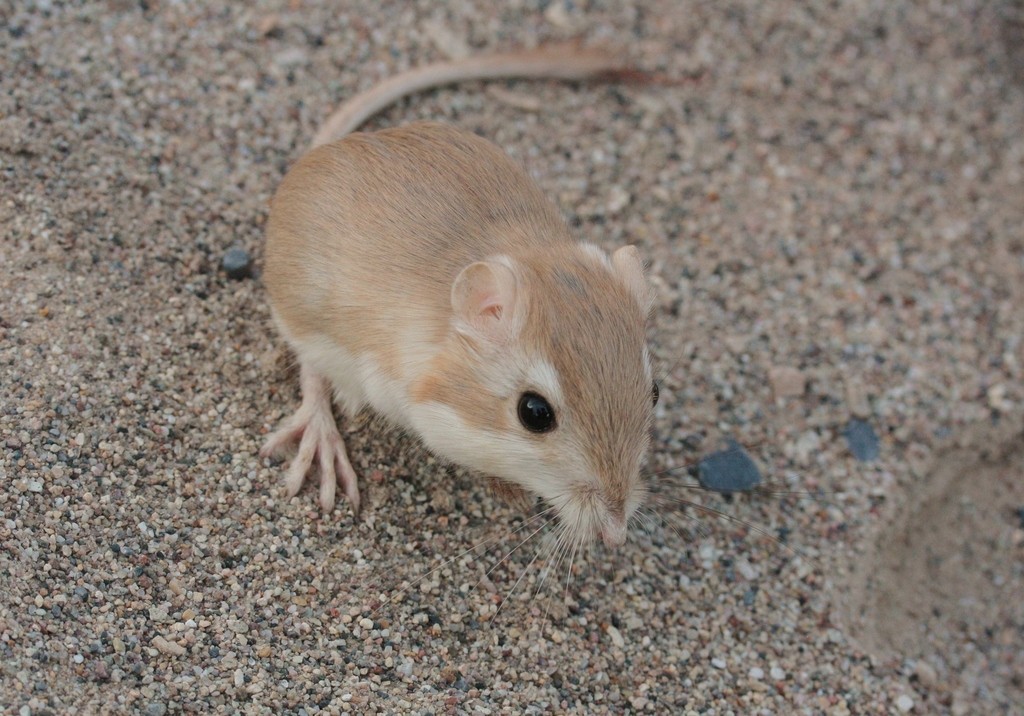 Kangaroo rats (Dipodomys)