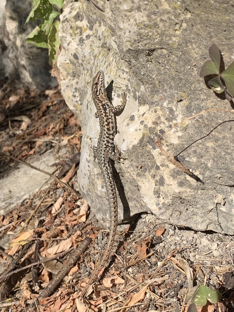 Podarcis muralis brongniardii (Podarcis muralis brongniardii)