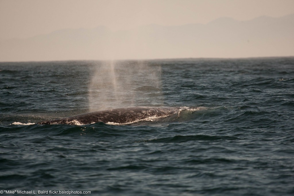 Gray whale (Eschrichtius)