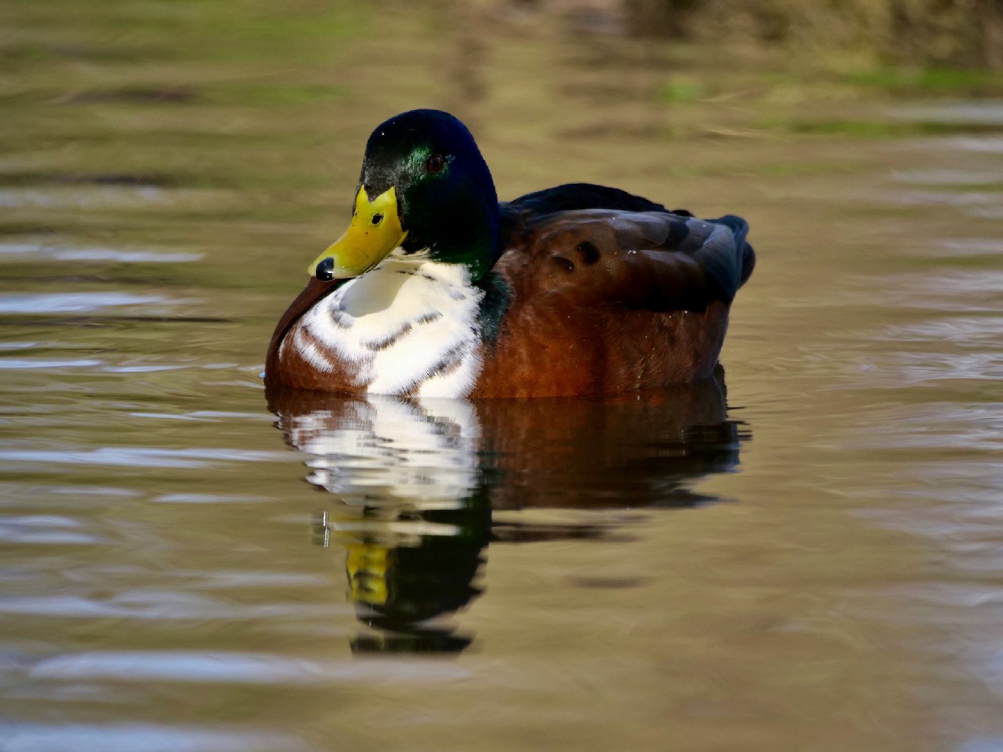Duclair Duck (Anas platyrhynchos domesticus 'Duclair')