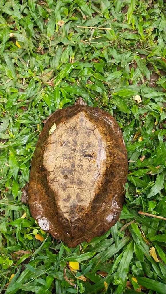 Malayan flat-shelled turtle (Notochelys platynota)