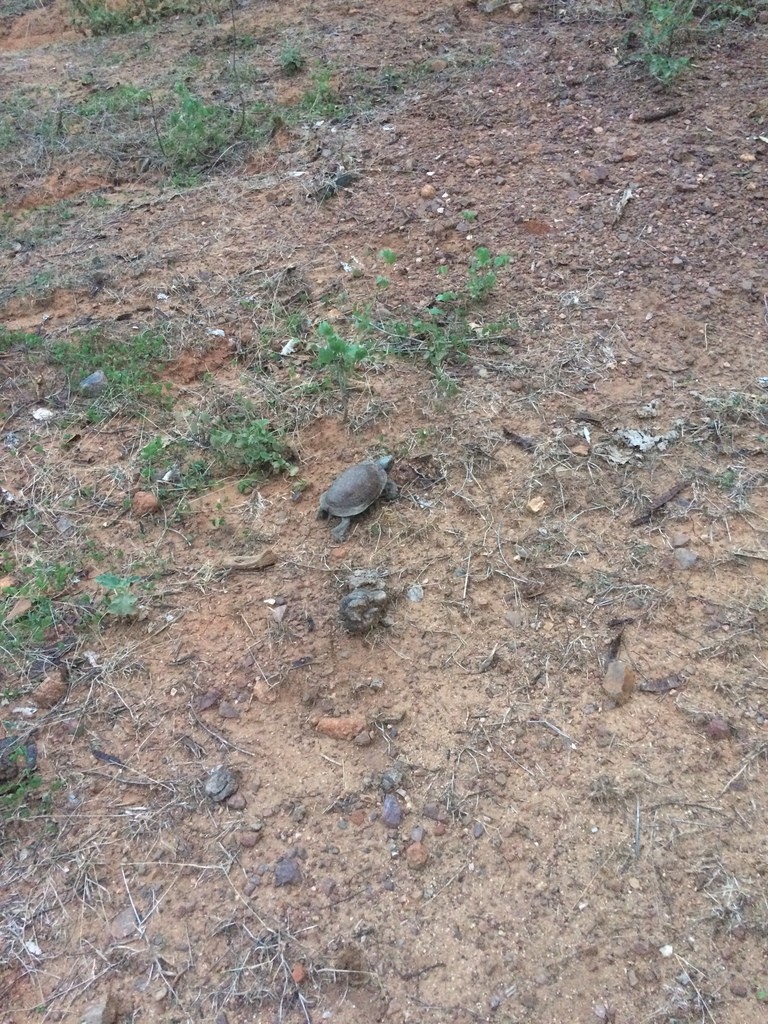 Box turtles (Terrapene)