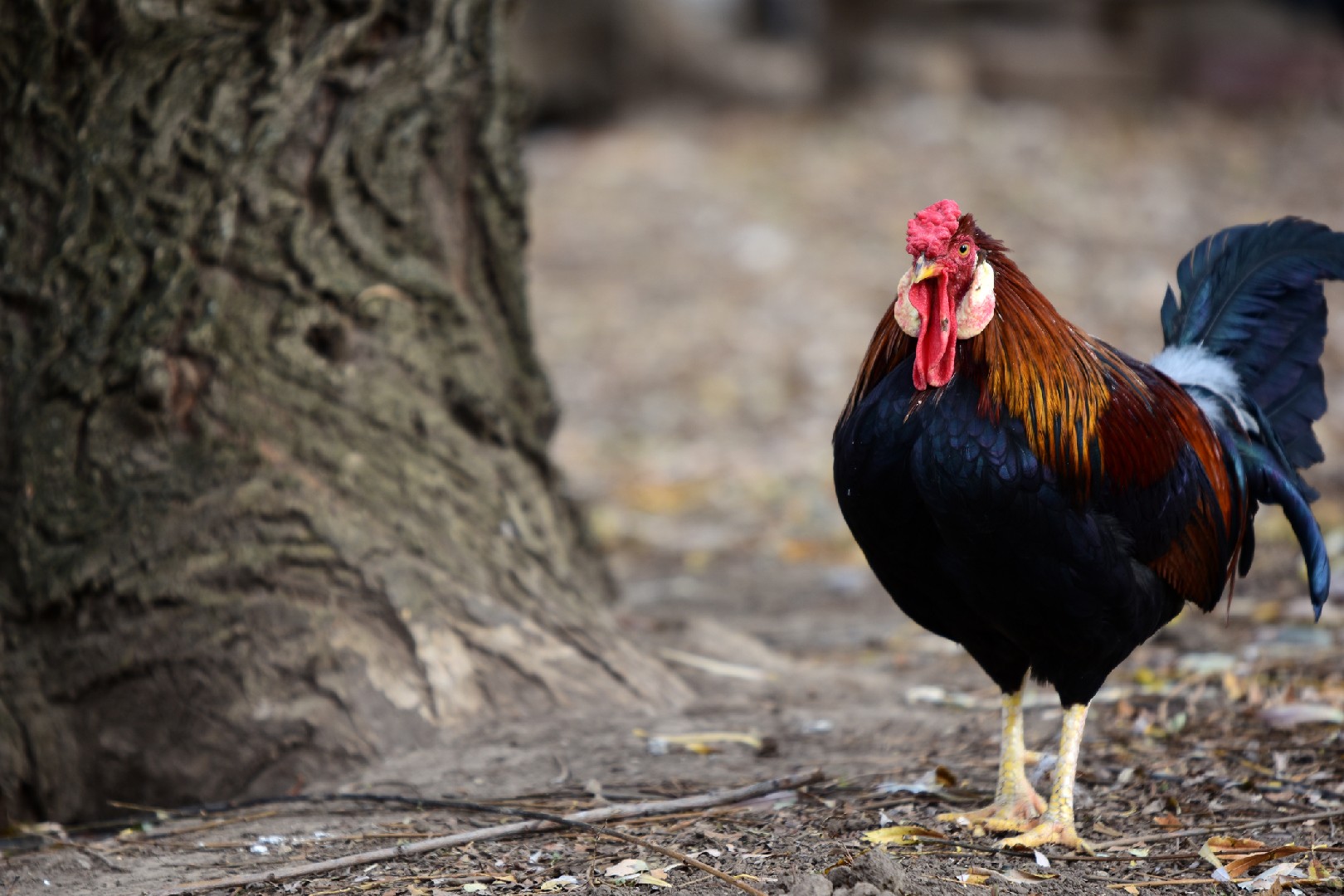 Rosecomb Chicken (Gallus gallus domesticus 'Rosecomb')