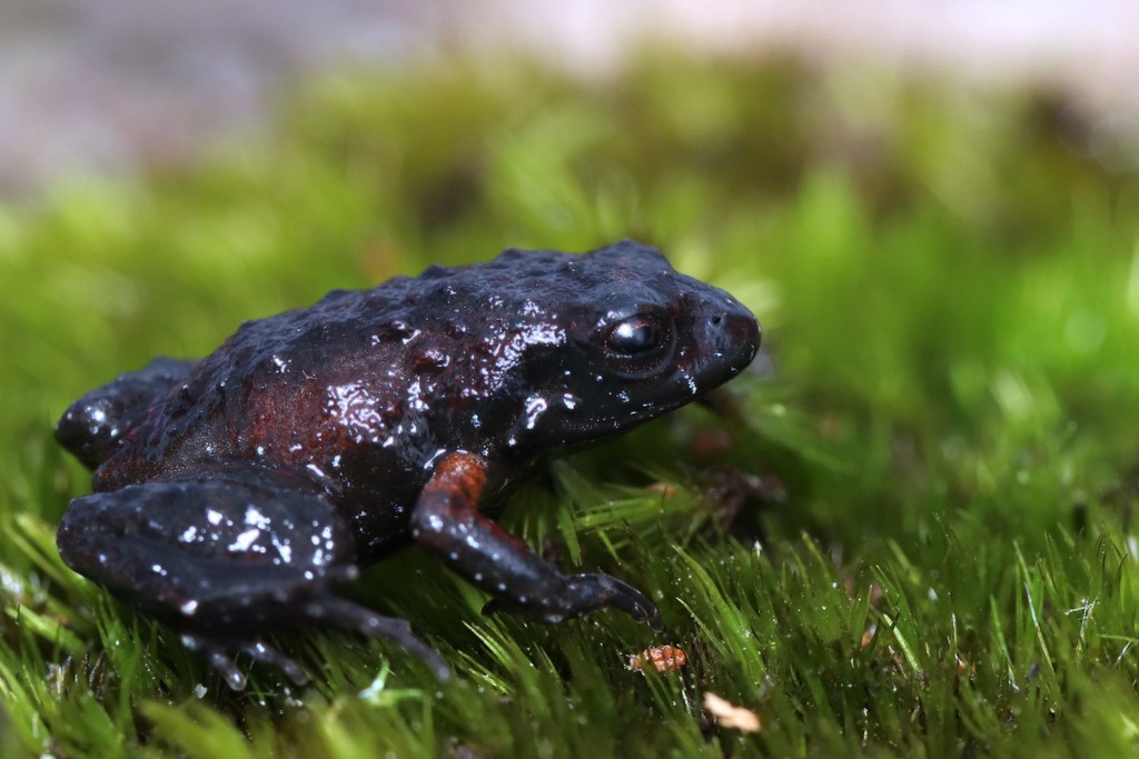 Moss frogs (Arthroleptella)