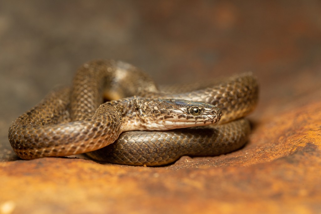 ミズギワヘビ属 (Lycodonomorphus)
