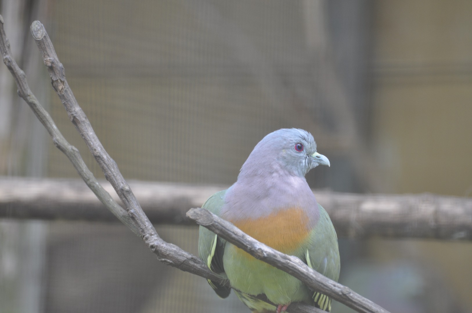 Pink-necked Green pigeon (Columba livia domesticus 'Pink-necked Green')