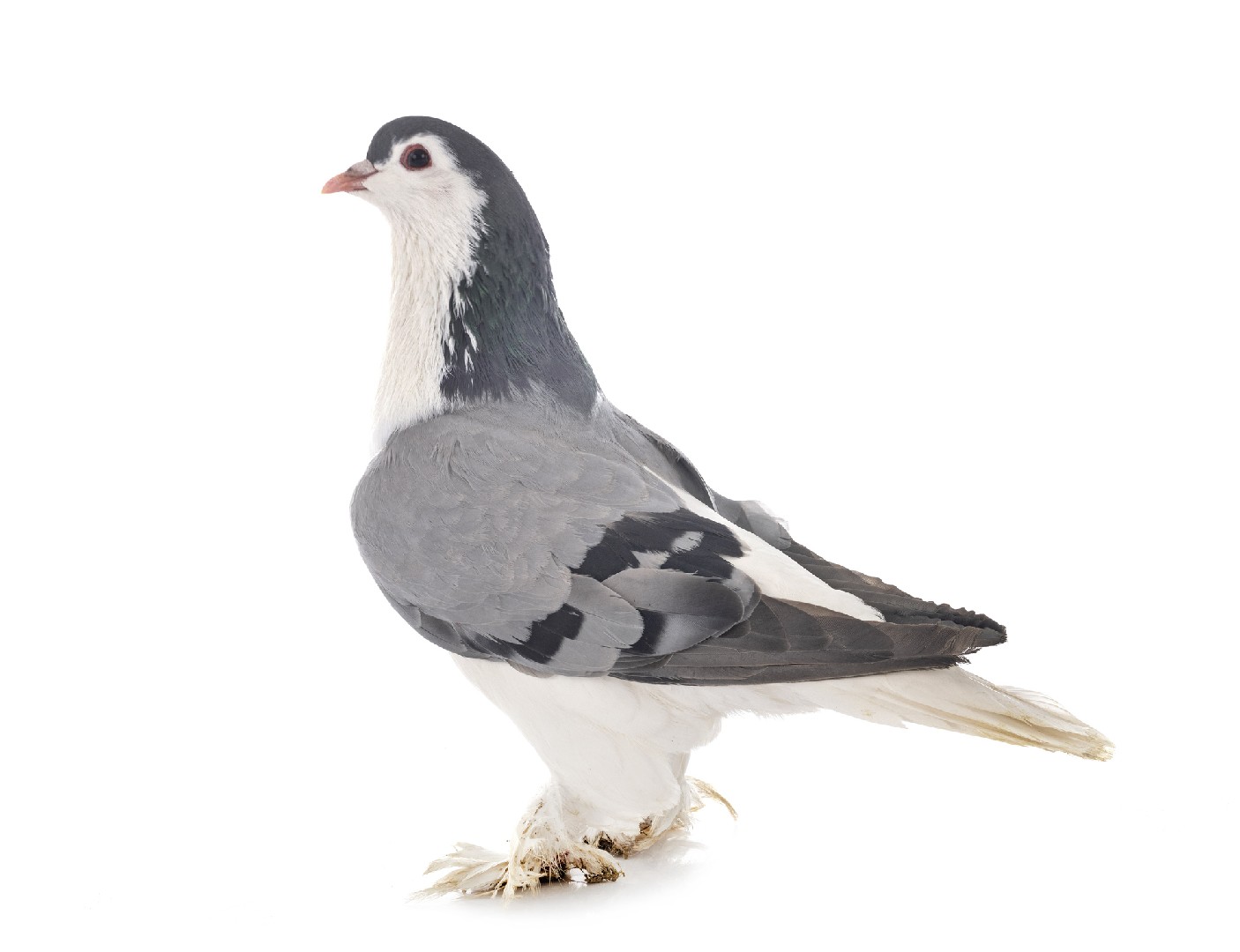 Lahore pigeon (Columba livia domesticus 'Lahore')