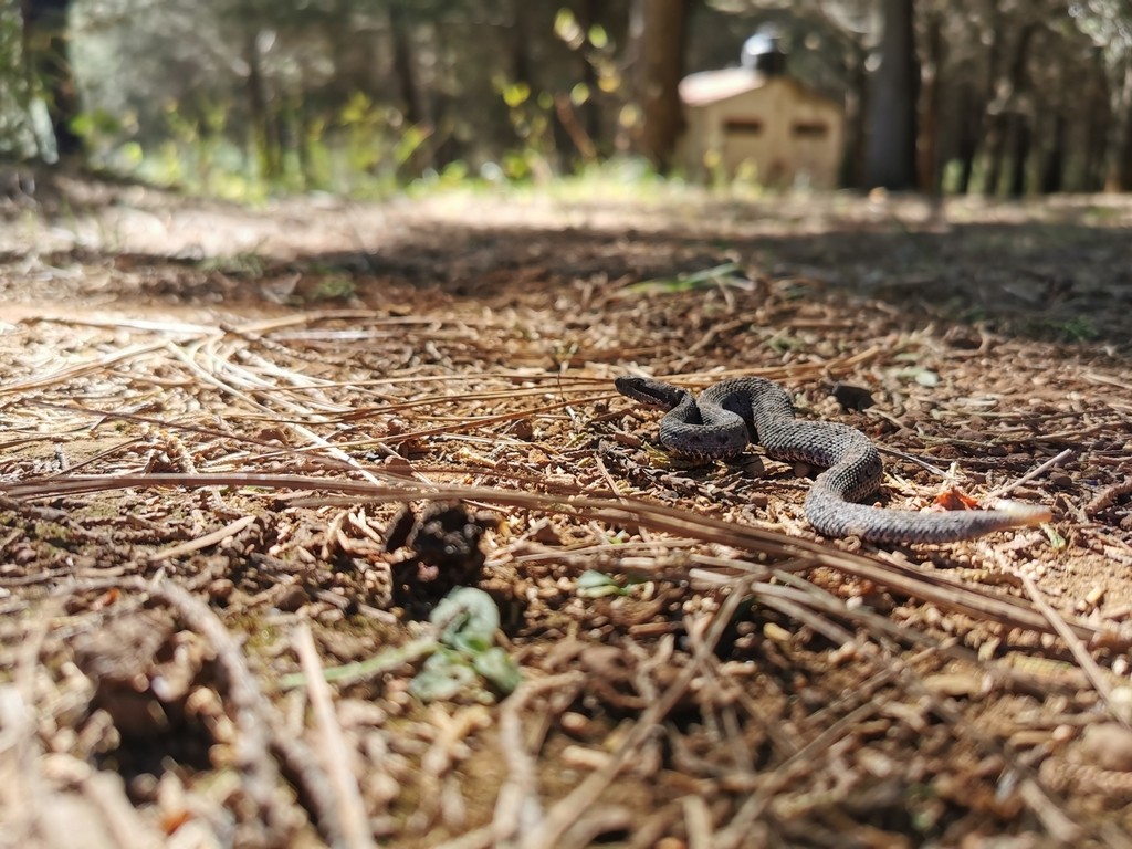 Cascabel de jalisco (Crotalus armstrongi)