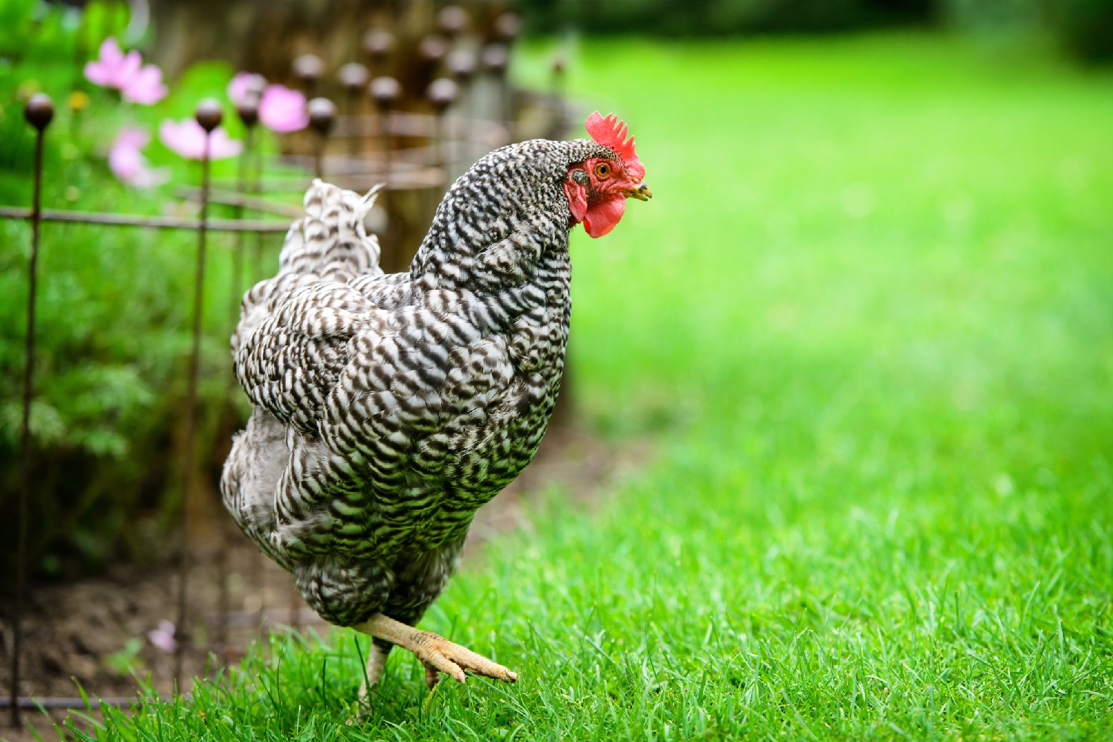 Dominique Chicken (Gallus gallus domesticus 'Dominique')