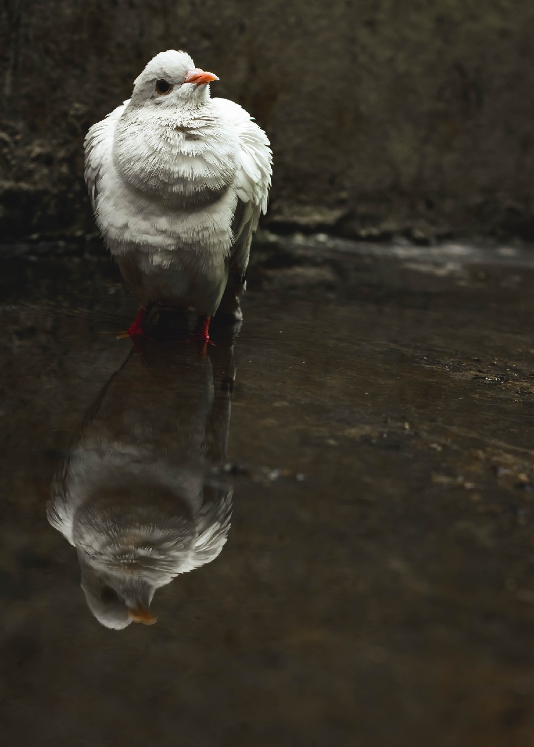 Holle Cropper pigeon (Columba livia domesticus 'Holle Cropper')