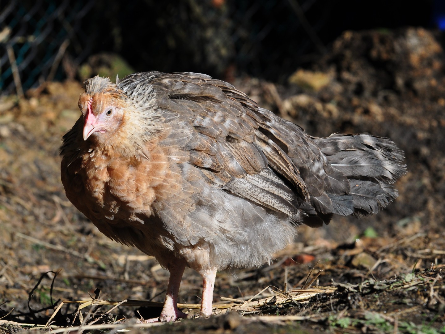 Gallus gallus domesticus 'Legbar' (Gallus gallus domesticus 'Legbar')