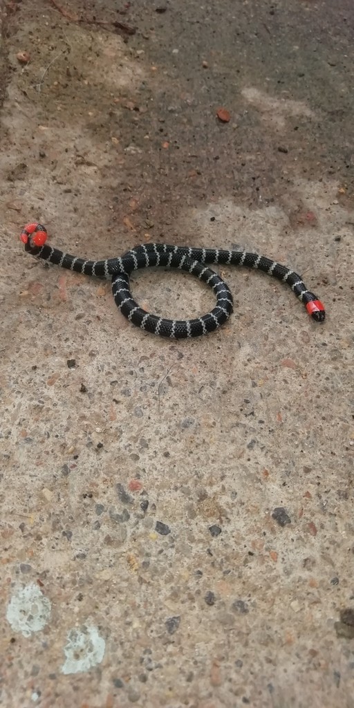 Micrurus mipartitus anomalus (Micrurus mipartitus anomalus)