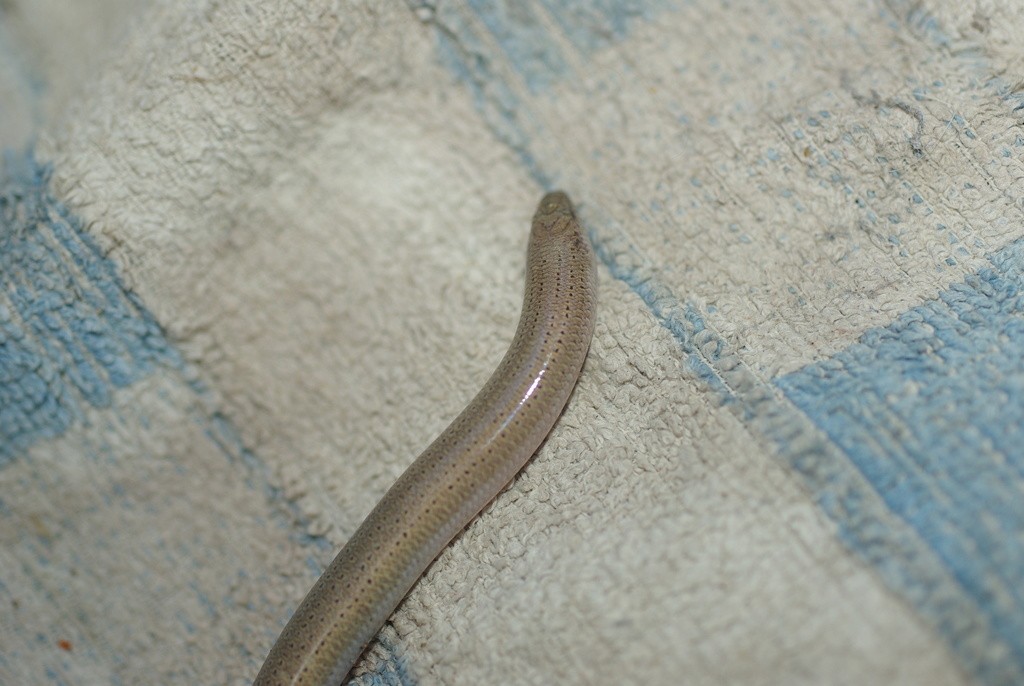 West coast line-spotted lerista (Lerista lineopunctulata)