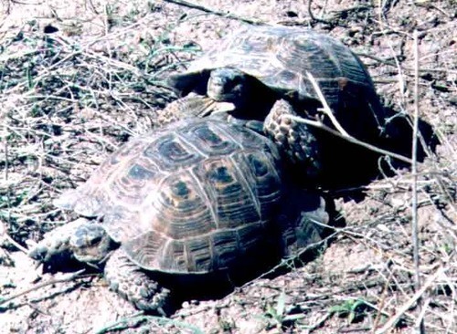 Paläarktische landschildkröten (Testudo)