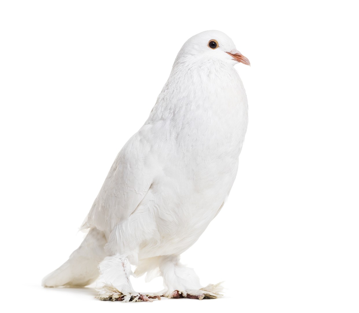 Ghent Cropper pigeon (Columba livia domesticus 'Ghent Cropper')