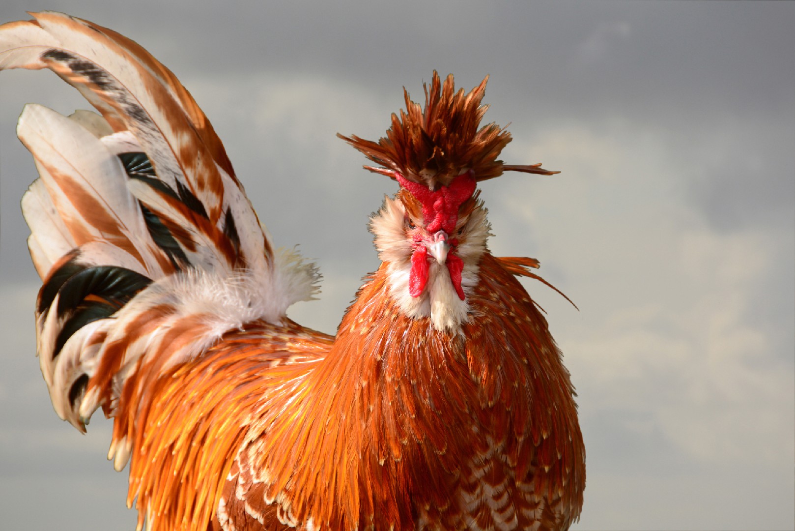 Gallus gallus domesticus 'Brabanter' (Gallus gallus domesticus 'Brabanter')