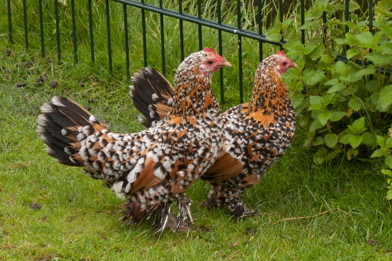 Gallus gallus domesticus 'Booted Bantam' (Gallus gallus domesticus 'Booted Bantam')