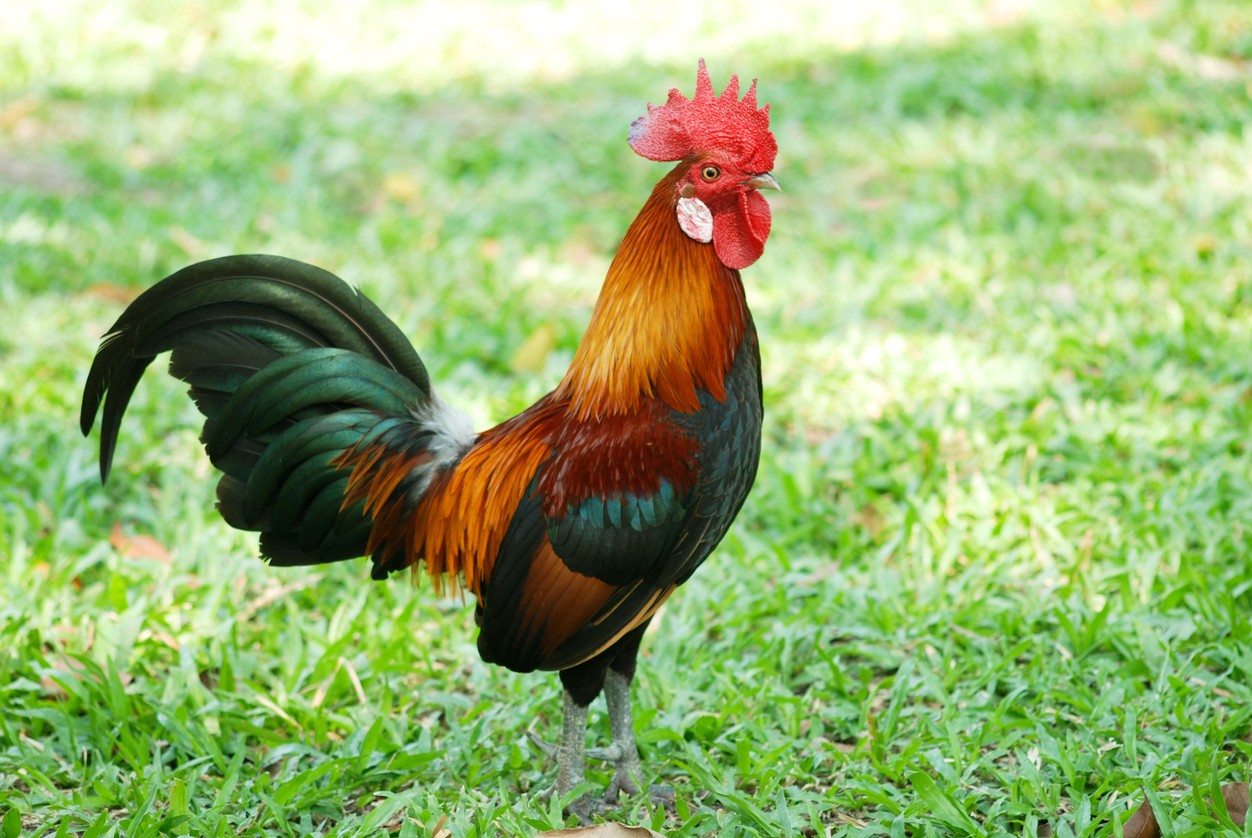 Bankivahuhn (Gallus gallus)