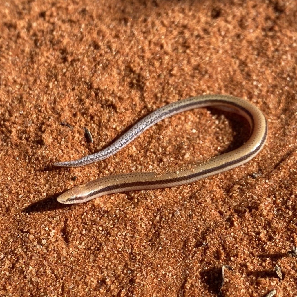 Southern sandslider (Lerista labialis)