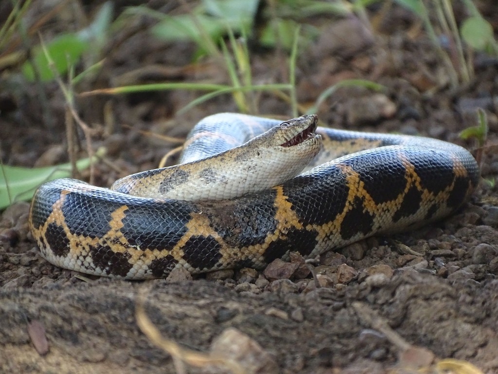 True sand boa (Eryx)