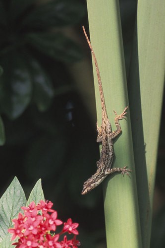 Swift anole (Anolis tropidolepis)