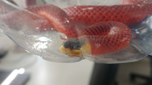 Micrurus diastema alienus (Micrurus diastema alienus)