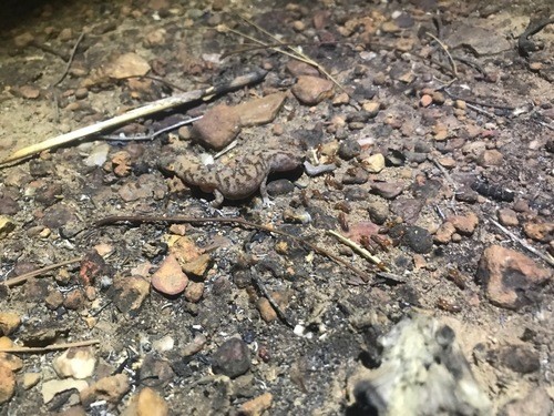 Australian ground and stone geckos (Diplodactylus)