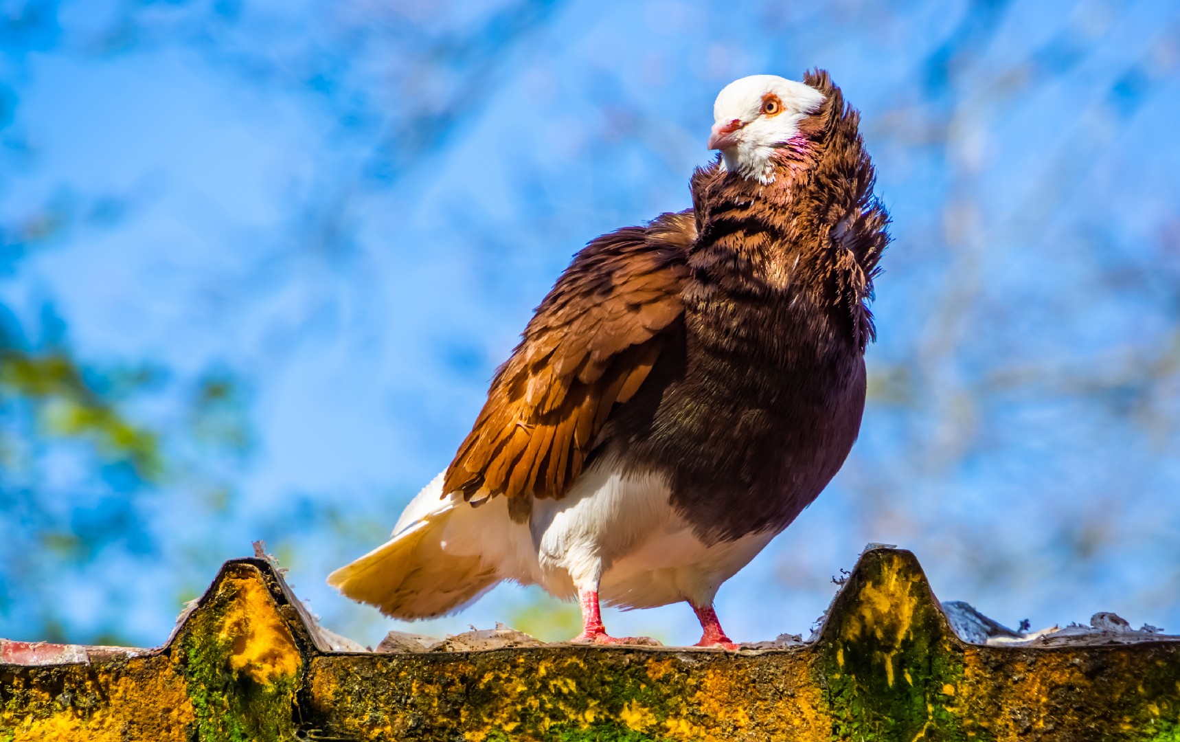 Old Dutch Capuchine pigeon (Columba livia domesticus 'Old Dutch Capuchine')