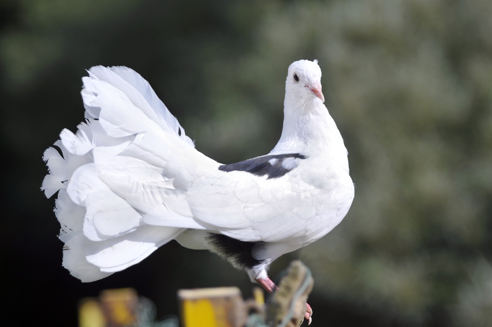 Fantail pigeon (Columba livia domesticus 'Fantail')