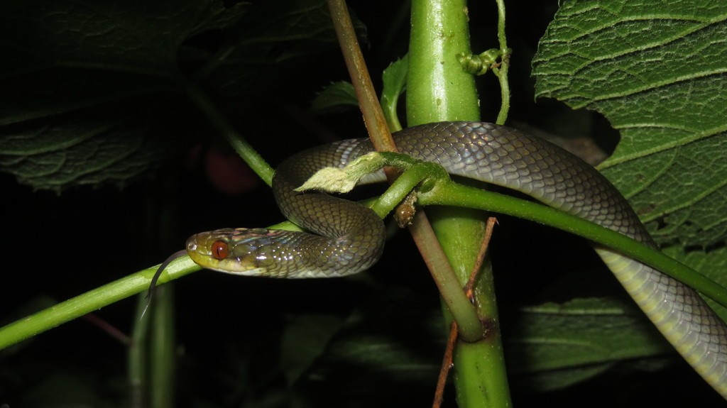 Herald snakes (Crotaphopeltis)