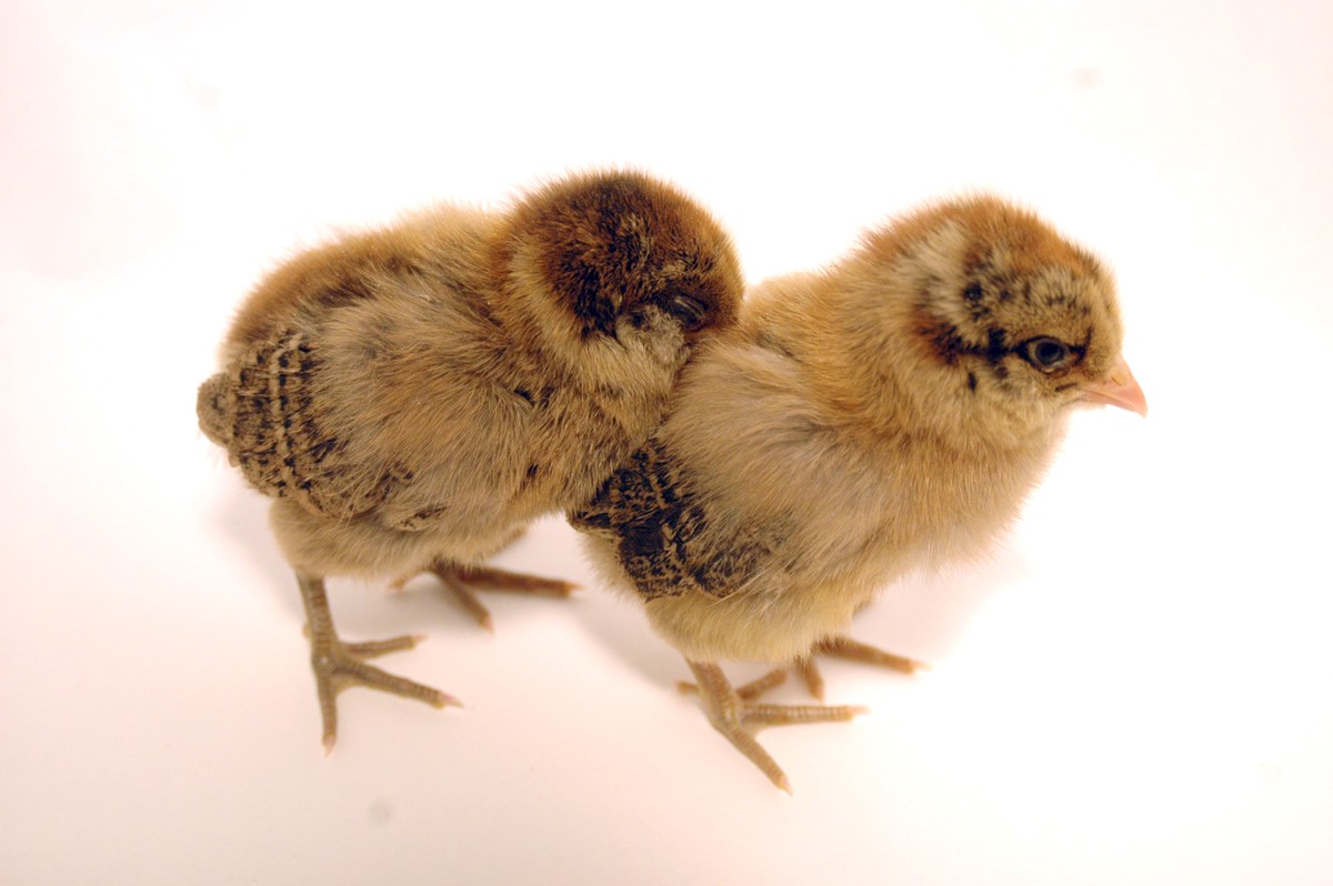 Gallus gallus domesticus 'Ameraucana' (Gallus gallus domesticus 'Ameraucana')