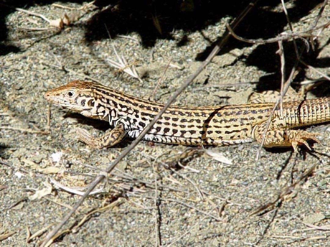 Marbled whiptail (Aspidoscelis marmorata)