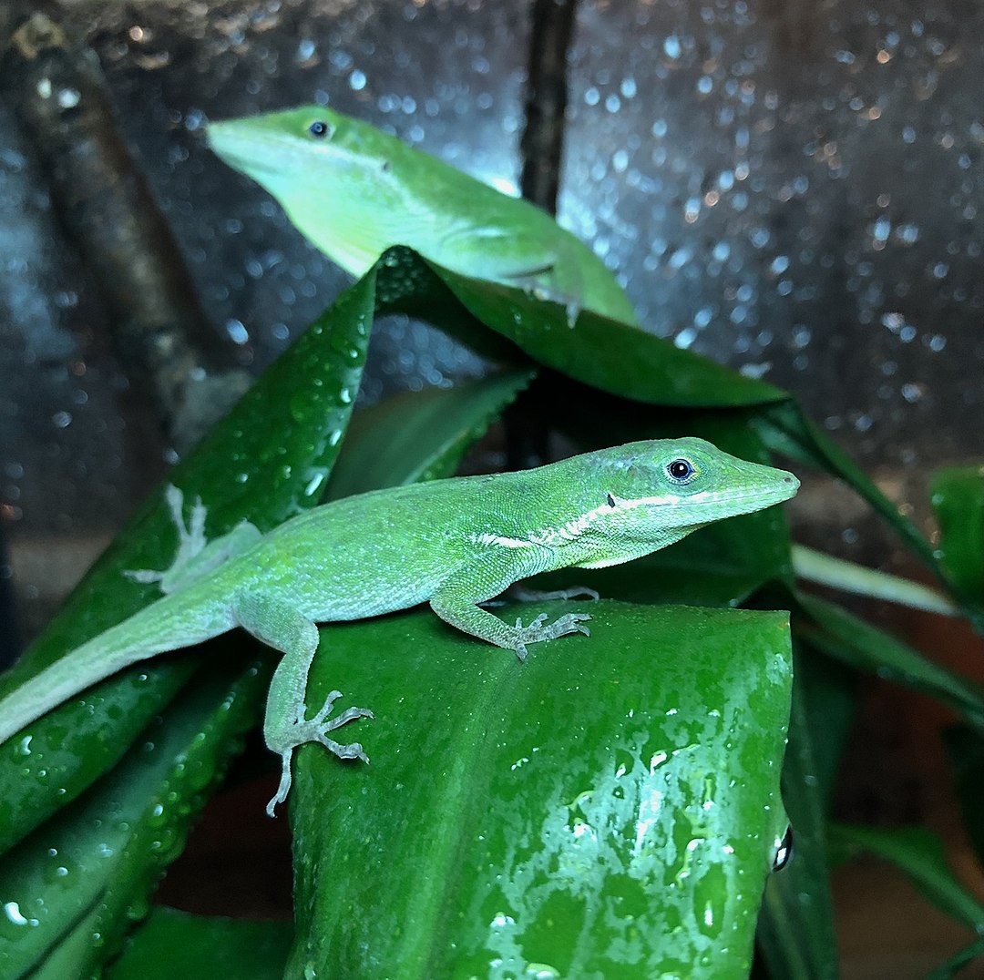 Southern hispaniolan green anole (Anolis coelestinus)
