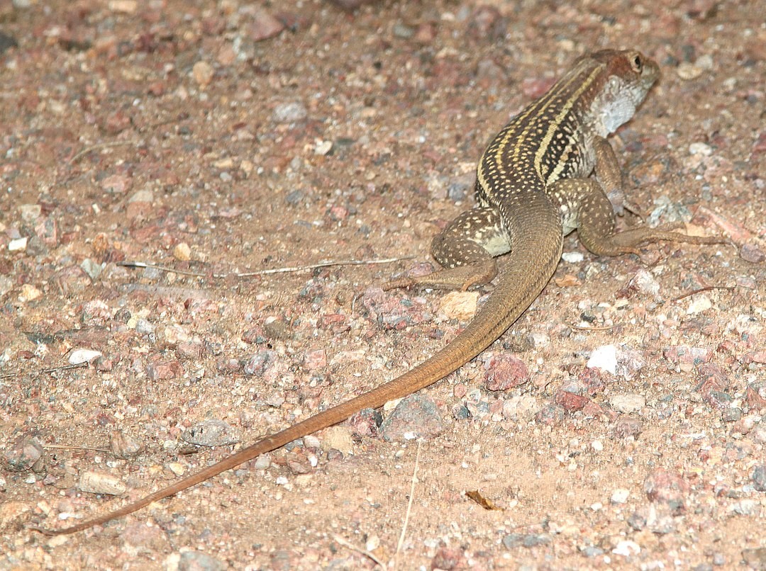Aspidoscelis stictogramma (Aspidoscelis stictogramma)