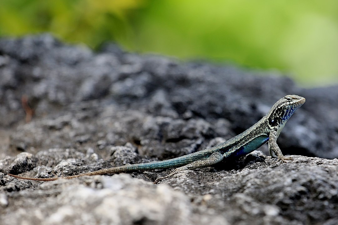 Couch's spiny lizard (Sceloporus couchii)