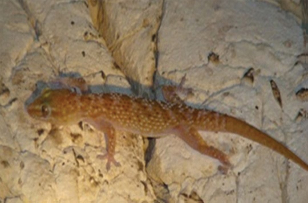 Persia leaf-toed gecko (Hemidactylus persicus)