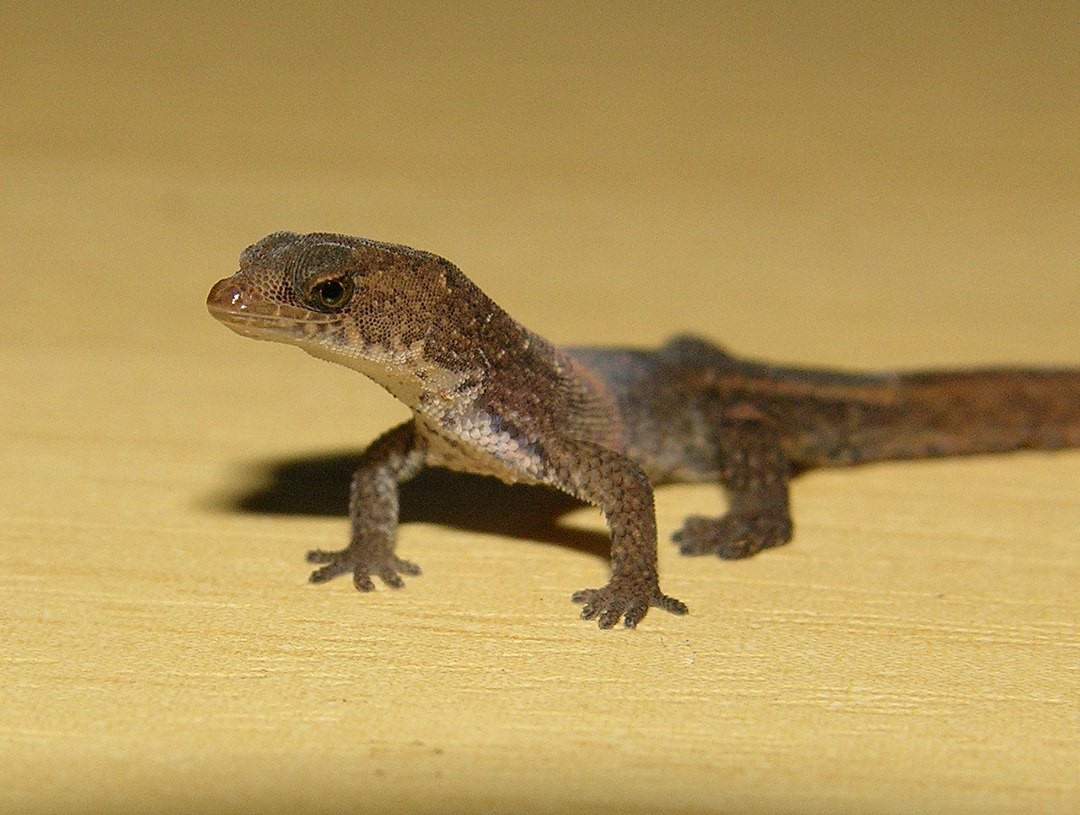 Brazilian pygmy gecko (Chatogekko amazonicus)